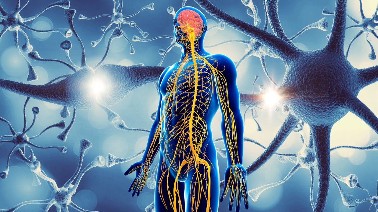 better-understanding-of-nervous-system-disorders-herbtib-blog